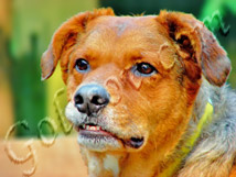 Color Enhancement & Background Blur - Goltsov Photography