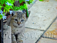 Cat - Goltsov Photography Portrait